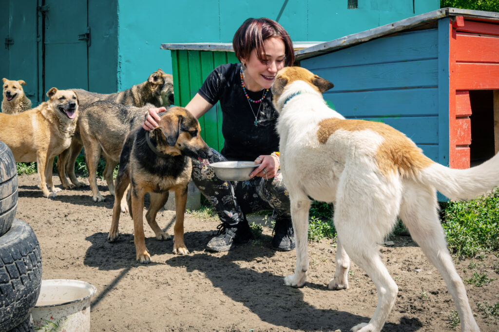 A volunteer cares for rescued dogs at an animal shelter, representing animal rescue and welfare nonprofits.